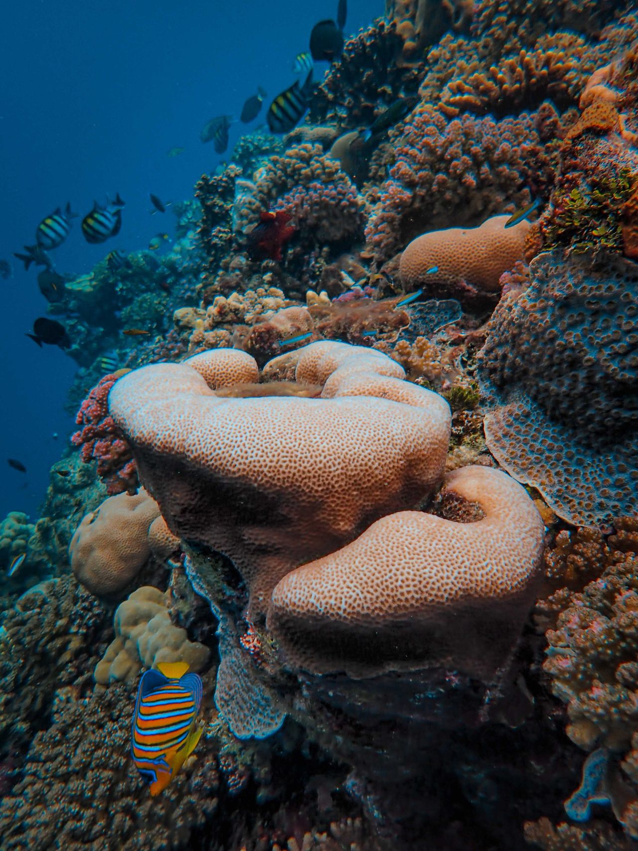 Tubbataha Reef, Coron's wartime wrecks and the reefs off Cebu
