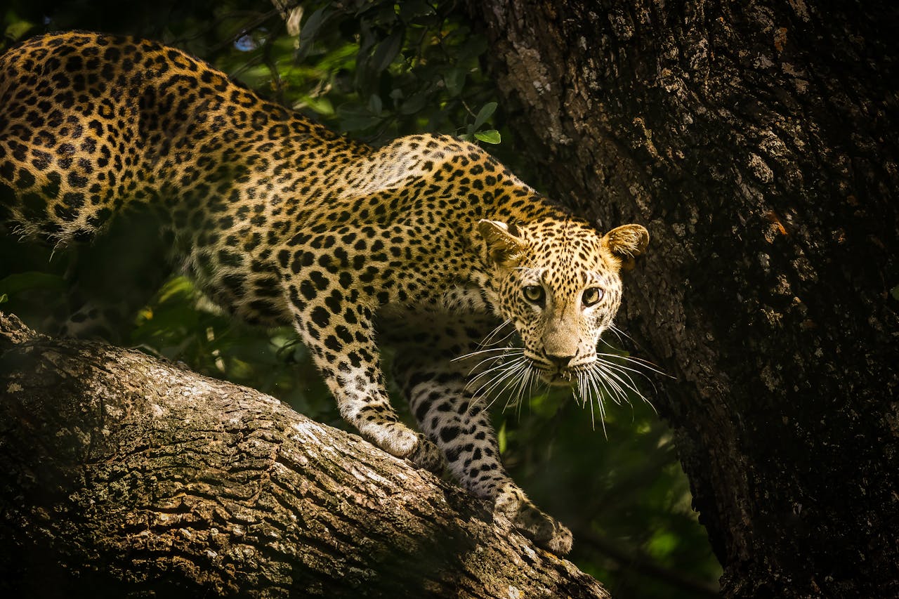 Yala has one of the highest leopard densities on earth, alongside elephants, sloth bears and crocodiles