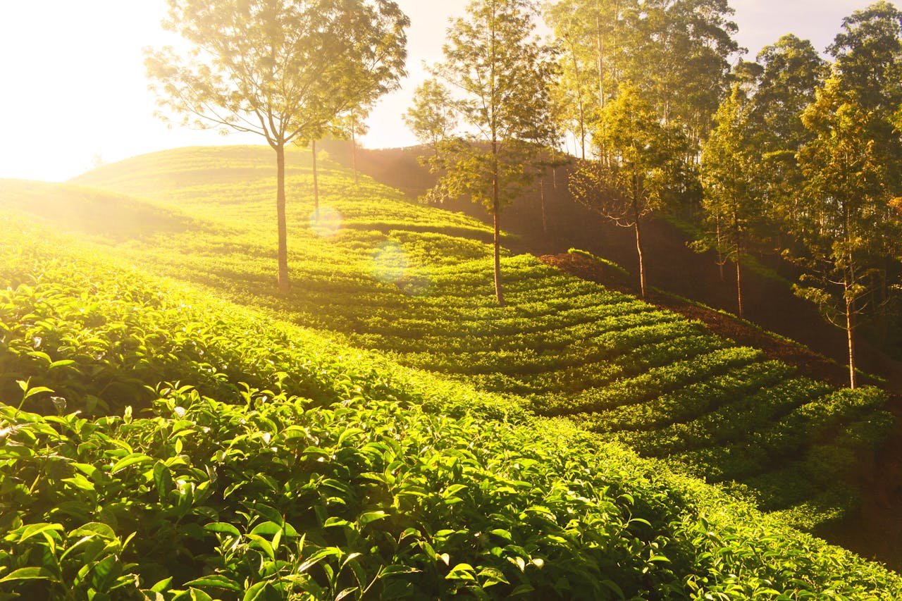 The cool highlands around Nuwara Eliya