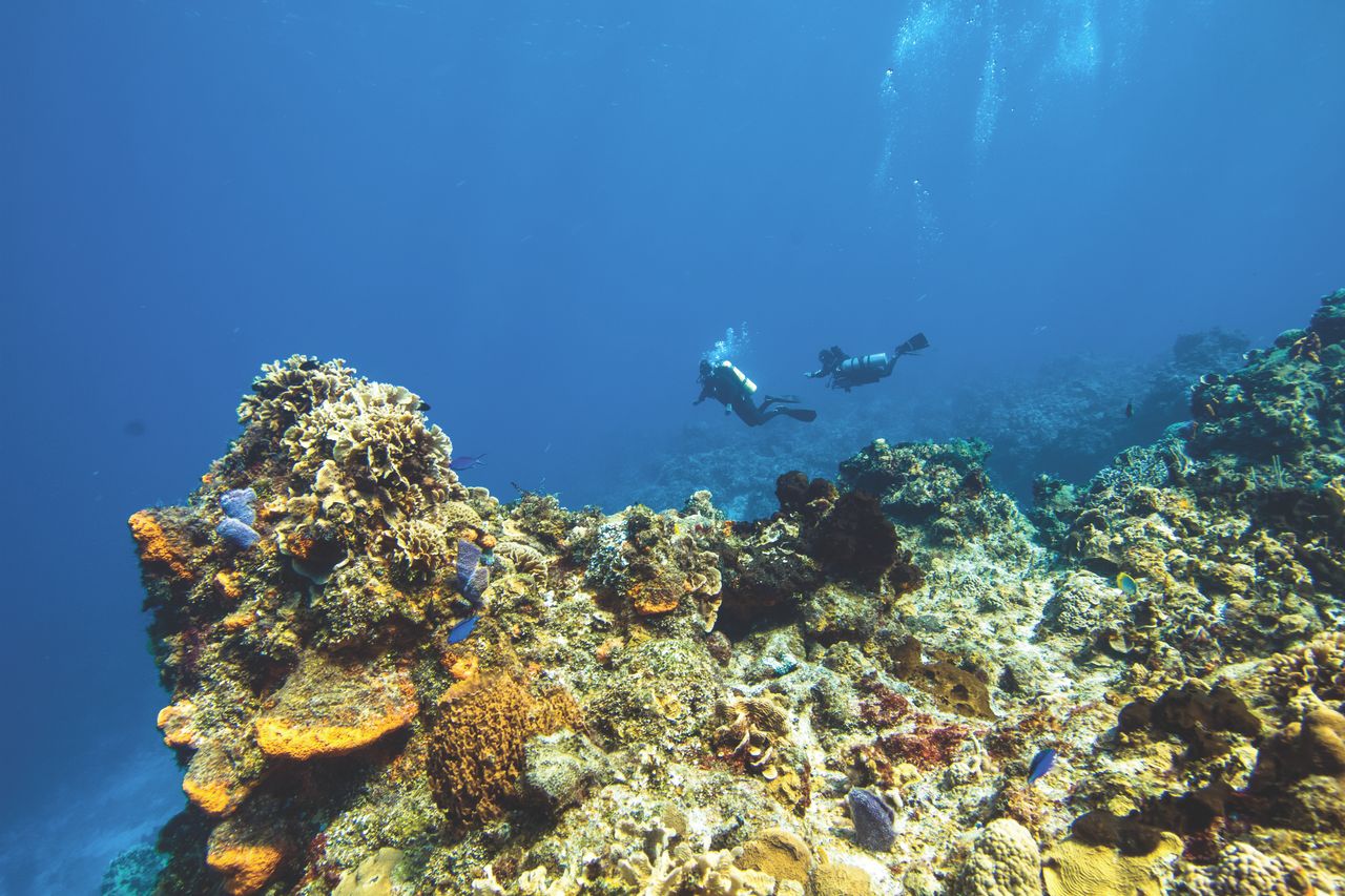 Some of the Caribbean's best shore diving and snorkelling, on protected reef right beneath the Pitons