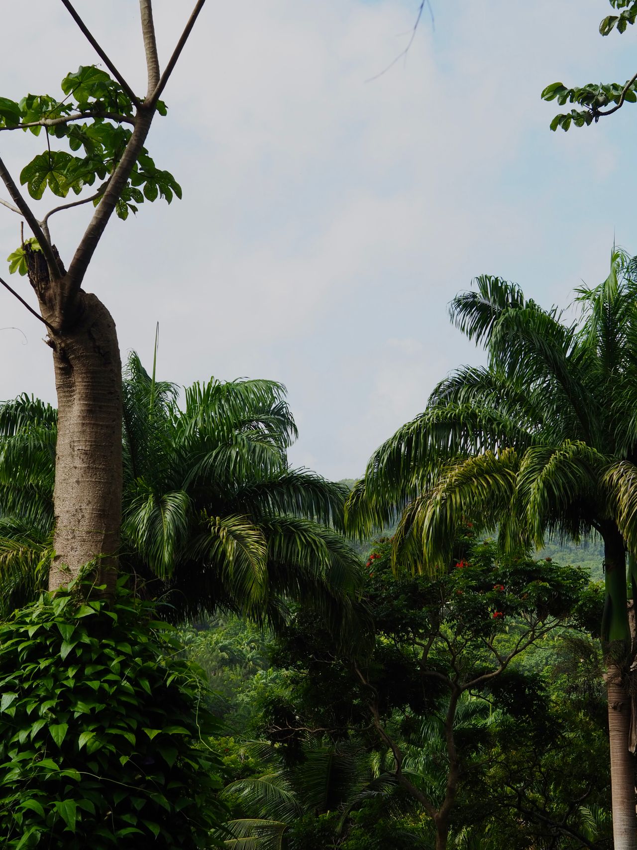 Zip-line through the canopy or walk the Tet Paul nature trail for the island's best Piton views