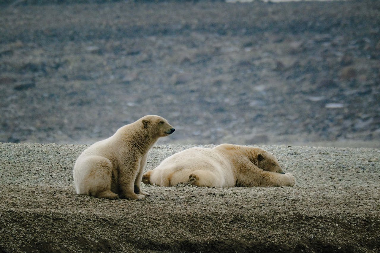 Svalbard is among the best places on earth to see wild polar bears