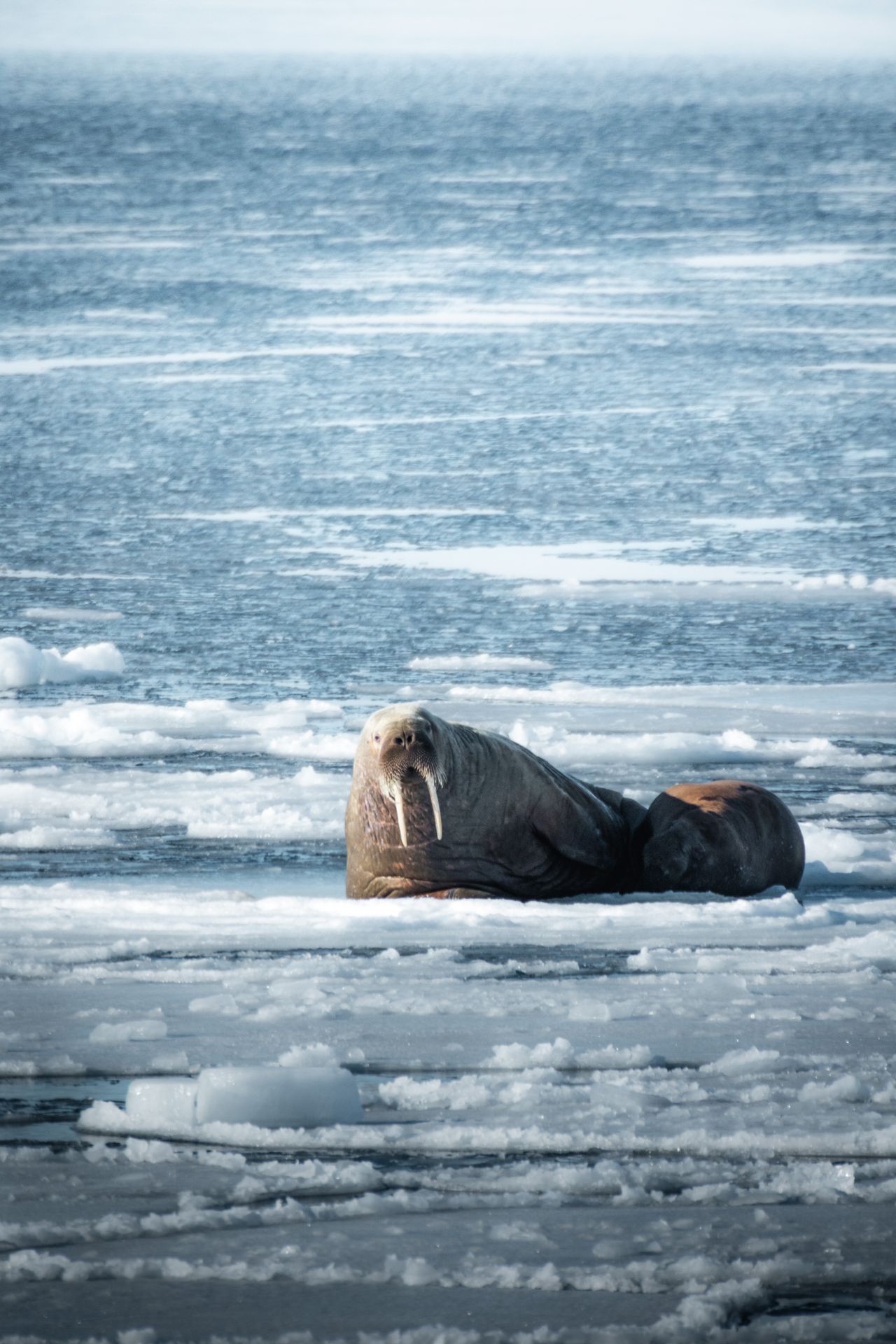 Walrus hauled out in their hundreds, beluga and other whales, Arctic foxes, reindeer and vast seabird cliffs