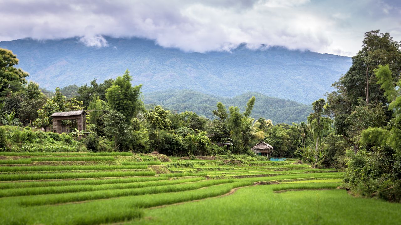 Chiang Mai's temples, night bazaar and cookery schools, and an ethical elephant sanctuary in the hills