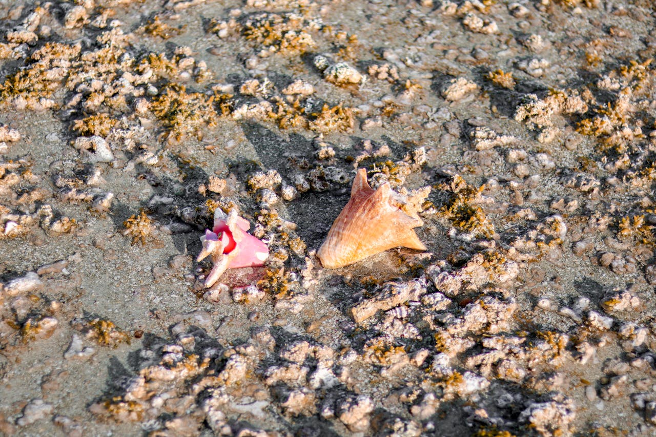 The national dish, fresh from the sea