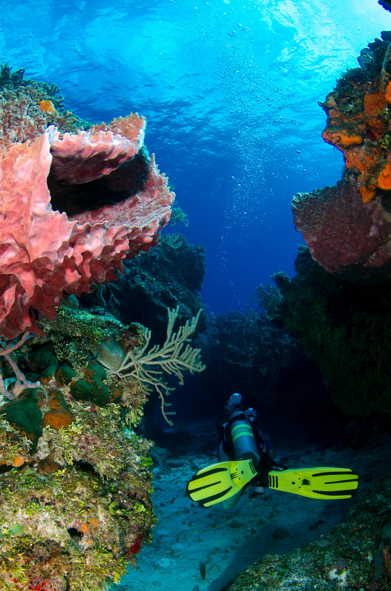 Off Provo and Grand Turk, the reef drops away into a sheer underwater wall