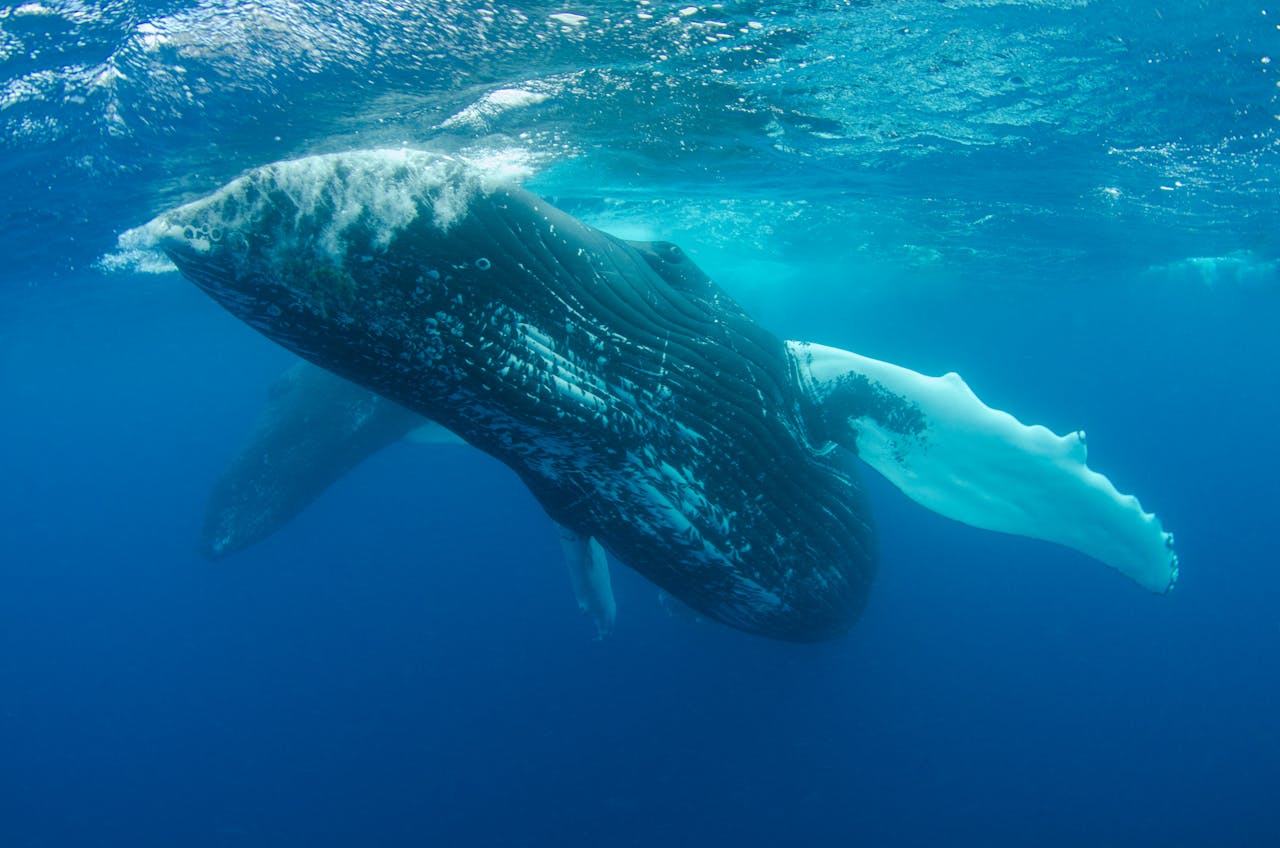 Each winter, thousands of humpback whales pass through the Columbus Passage off Grand Turk and Salt Cay to breed