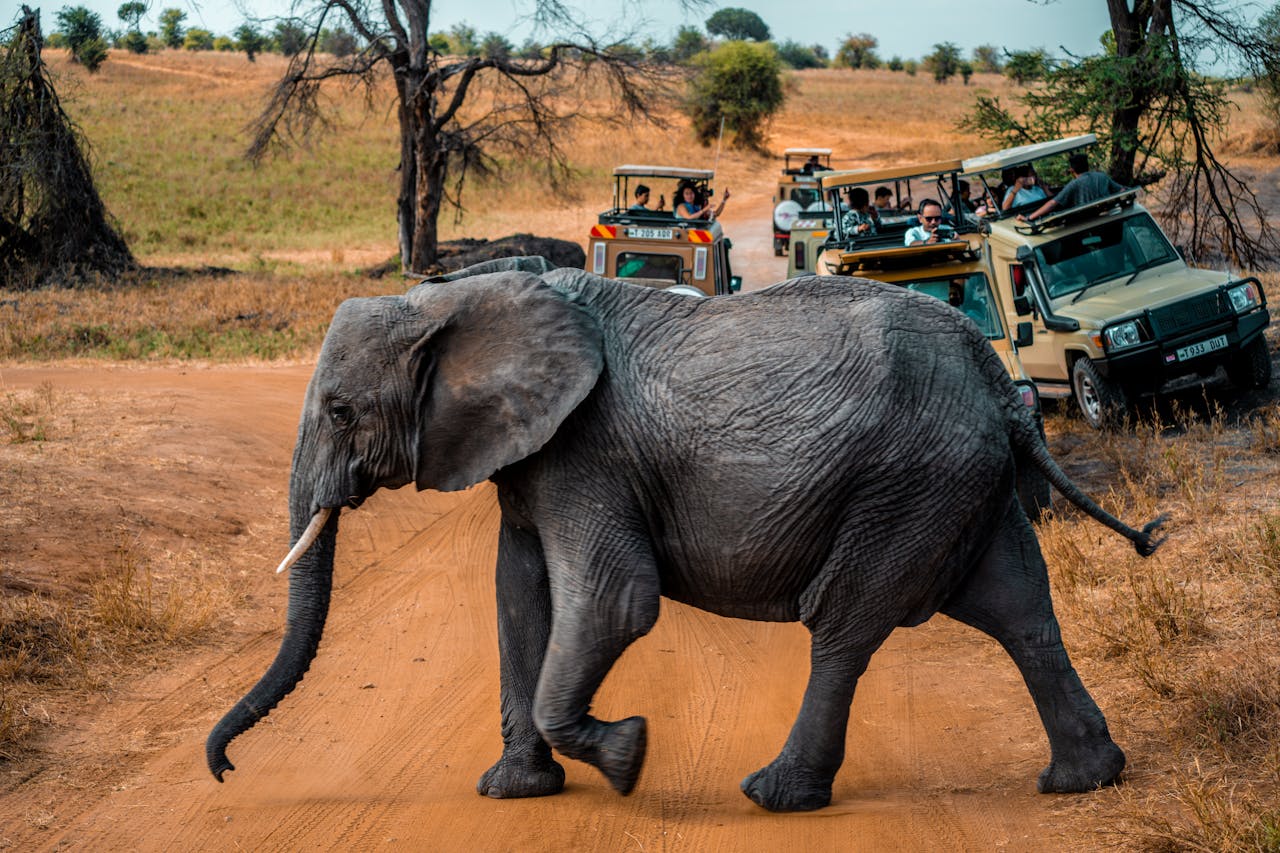 Zimbabwe's professional guide qualification is among the most rigorous in Africa