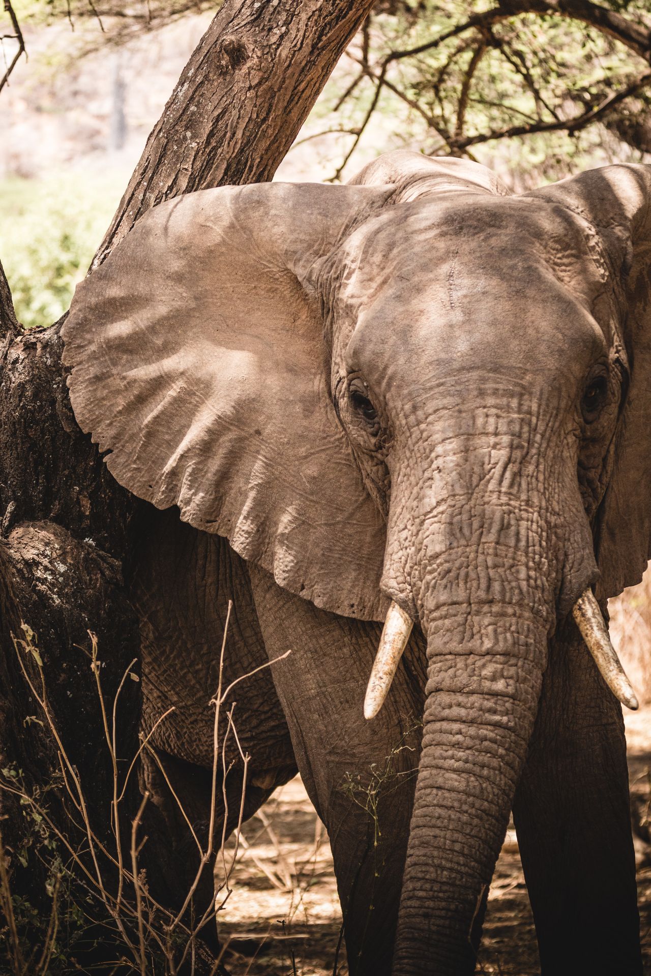 Zimbabwe's largest park and one of Africa's great elephant strongholds