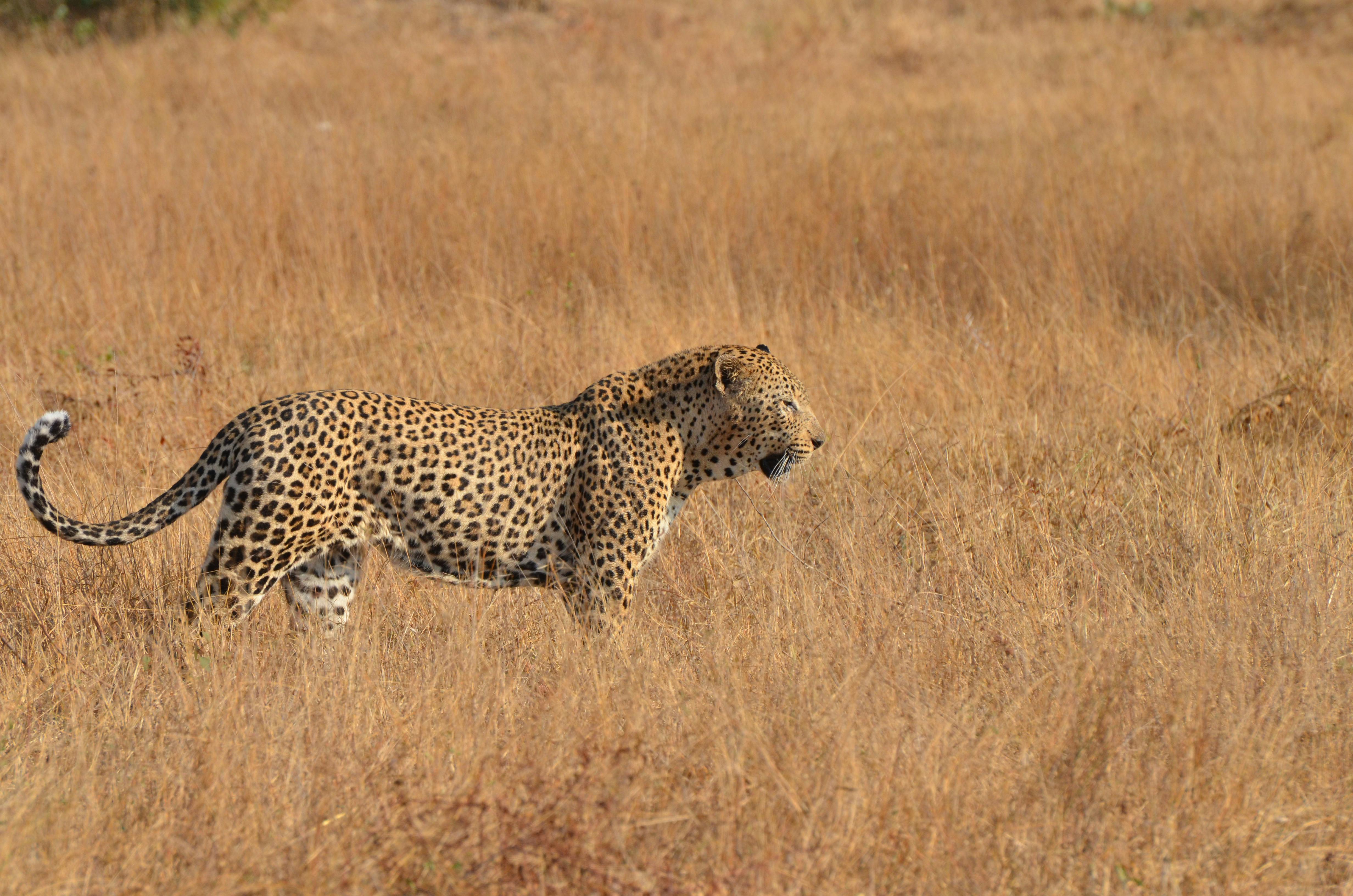 leopards