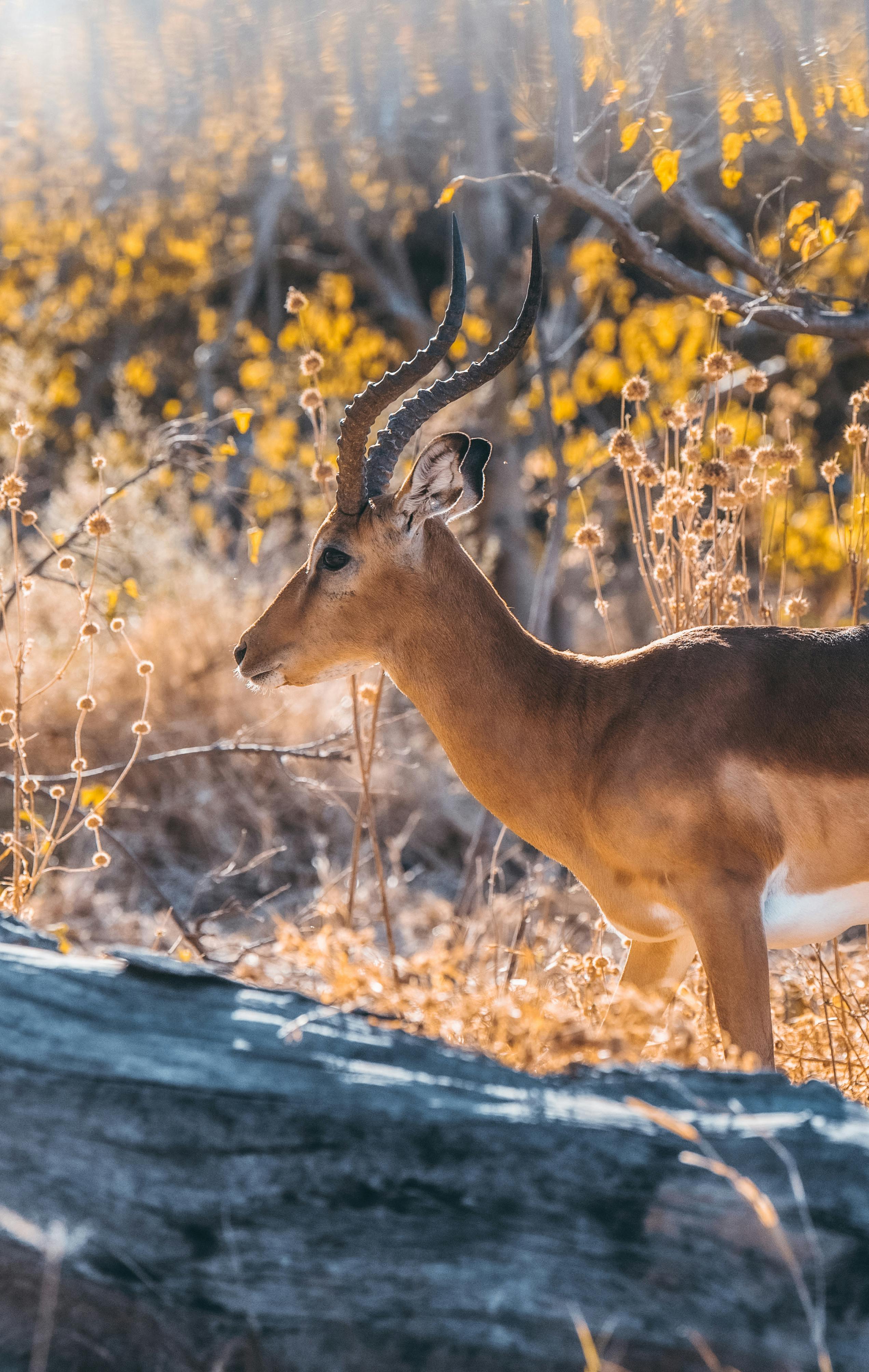 Botswana