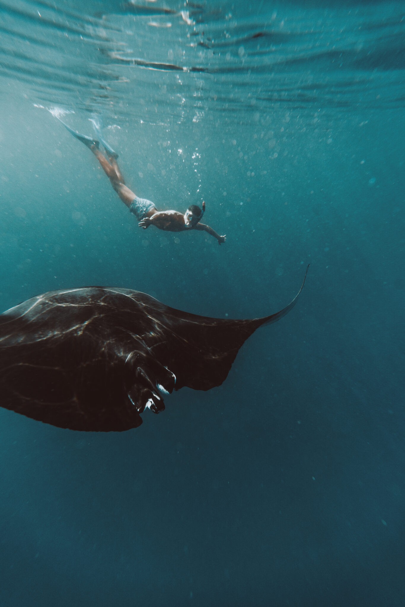 Hanifaru Bay snorkelling — the activity/scene in action. Seasonal manta-ray and whale-shark gatherings in the UNESCO Biosphere.